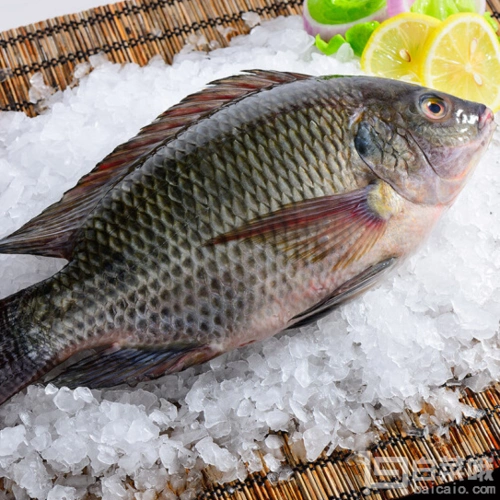 限地区guolian国联冷冻三去罗非鱼700g2条新低99元