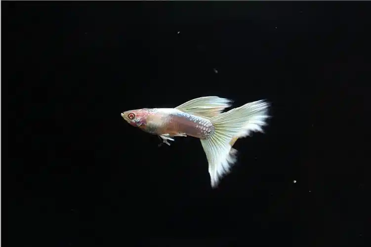 孔雀鱼第5季--之黄礼服白子