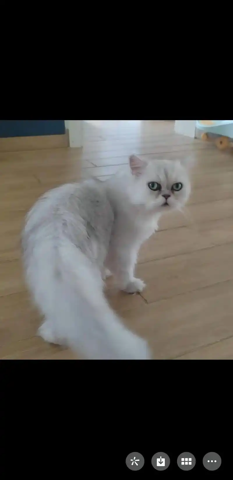 寻找有责任心有爱心的领养人0505 猫咪品种金吉拉,去年救回来的