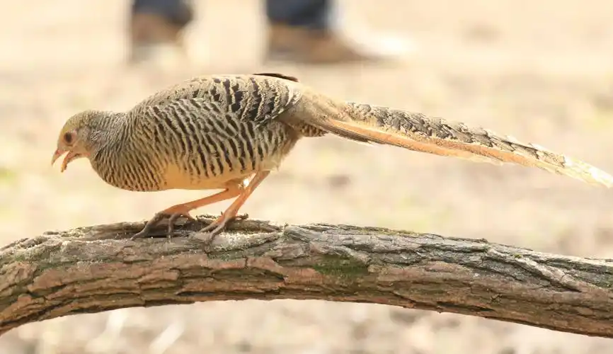 向摄影老师学拍红腹锦鸡