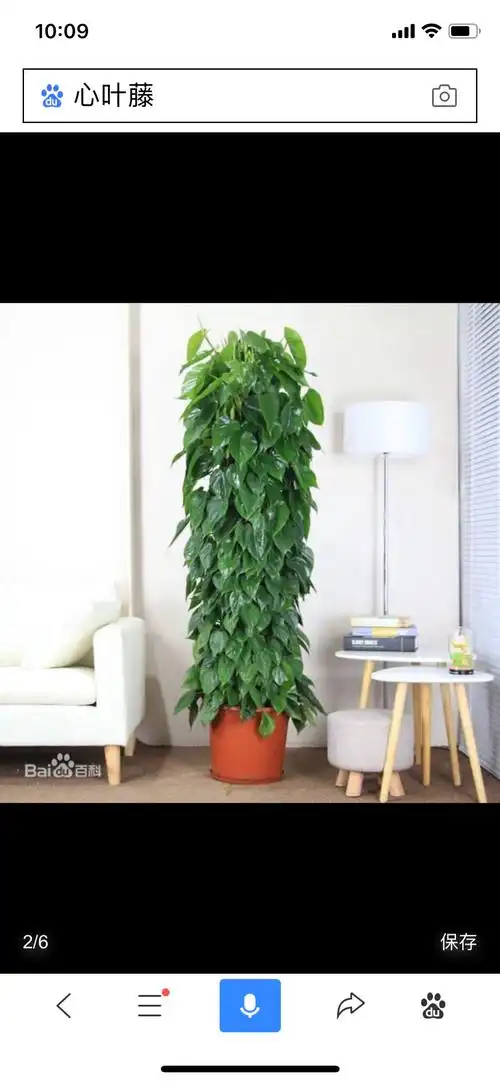 心叶藤:蔓性藤本植物,攀援性强,高度范围1-3米