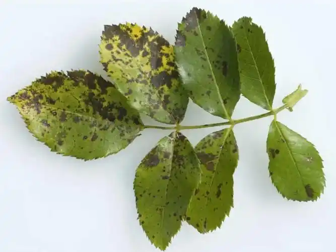 月季黑斑病的症状以及防治方法-月季养护-藤本月季网