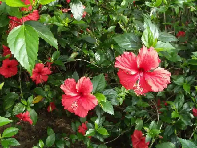 扶桑花怎样扦插繁殖