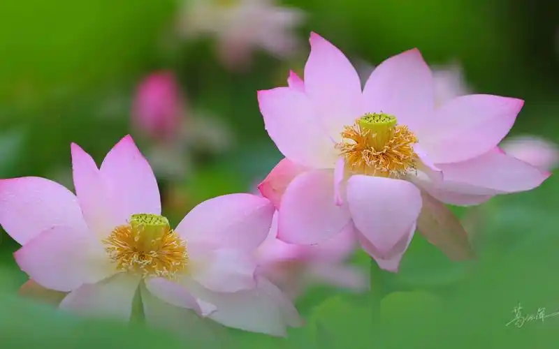 【4k荷花】误入藕花深处