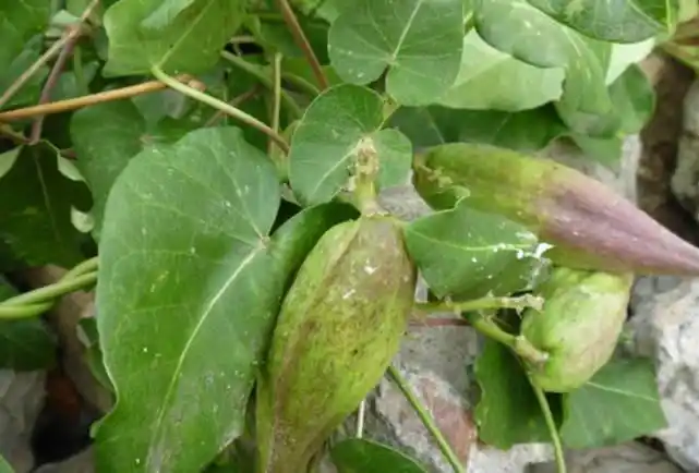 在农村,看到这种植物一定要带回家,错过就可惜了