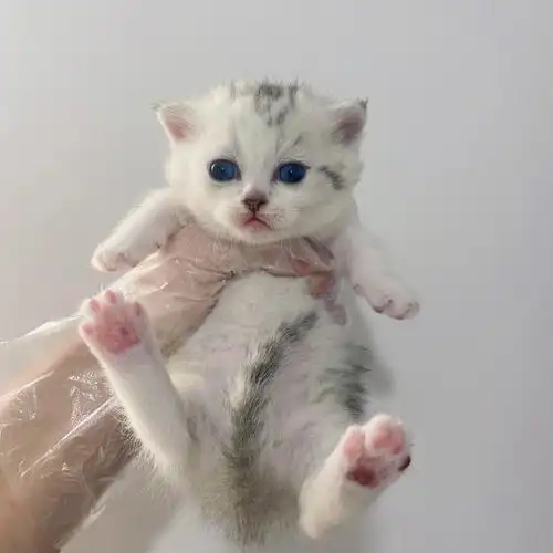 矮脚银白银渐层宁波找领养