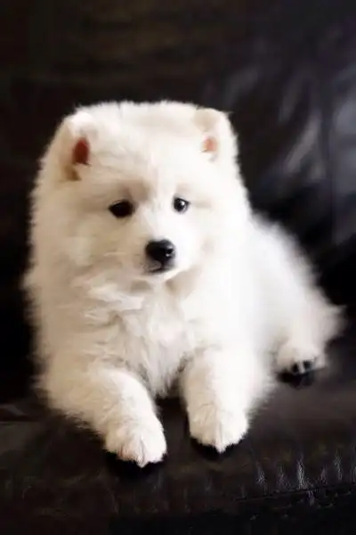 我家的狗是萨摩耶犬吗