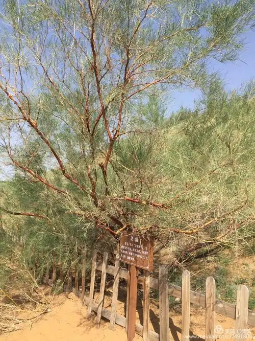 沙漠植物   花棒,又名沙漠姑娘