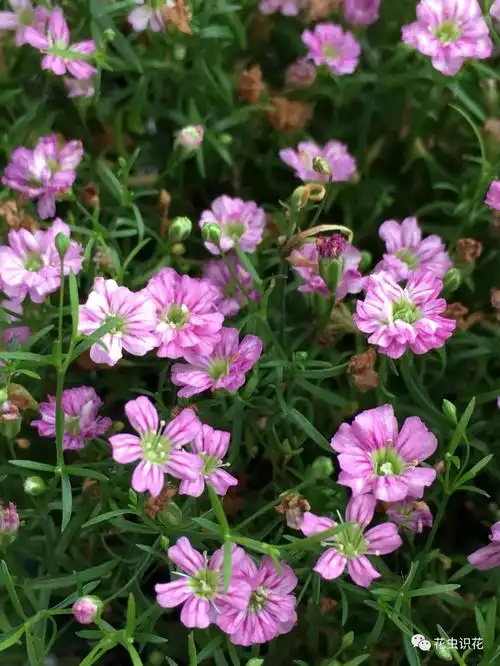 蔓枝满天星(石竹科 石头花属)