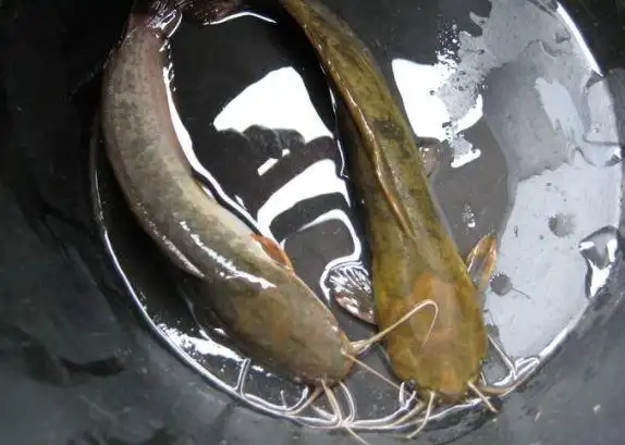 既然提到了土鲶和胡子鲶,小飞顺便再提一种鱼,名为"大口鲶" 大口鲶的