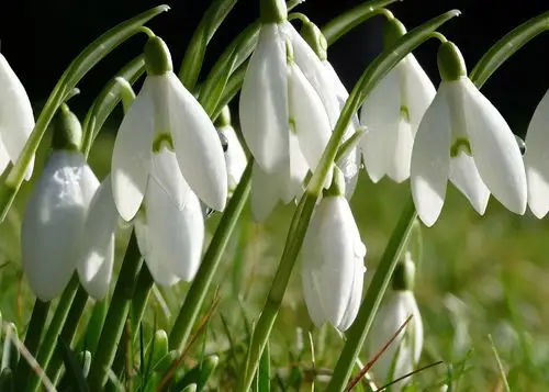 7.雪滴花,又称雪铃花,石蒜科草本