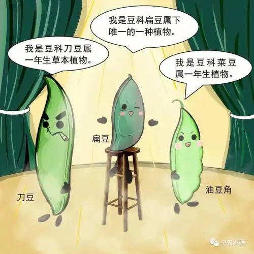 豆角家族大揭秘二