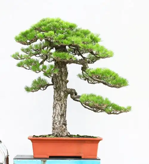 徐昊:松树盆景制作艺术_作品