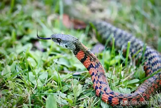了一条颈部红白相间的毒蛇,学名叫做虎斑颈槽蛇,当地俗称"野鸡脖子"