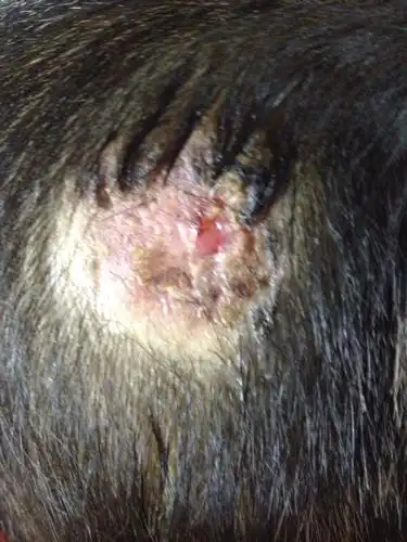 请教专家,宝宝头上长了一个疮,感染发炎了,后来去医院清创,现在好了