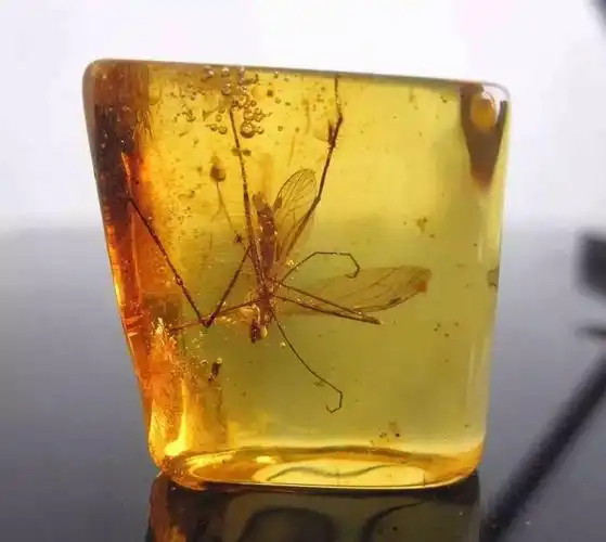 琥珀——穿越时空的精灵