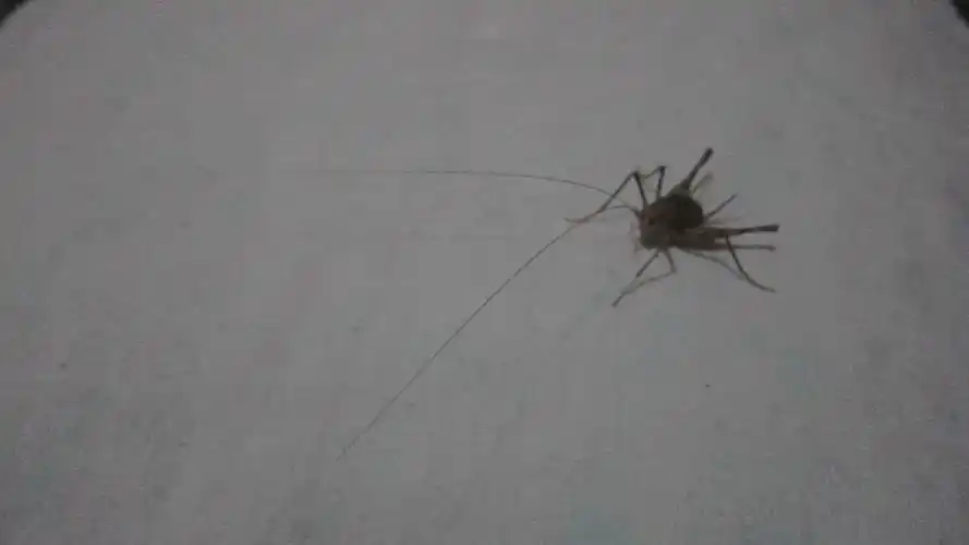 p>灶马蟋(学名:gryllodes sigillatus)是蟋蟀科,蟋属动物.