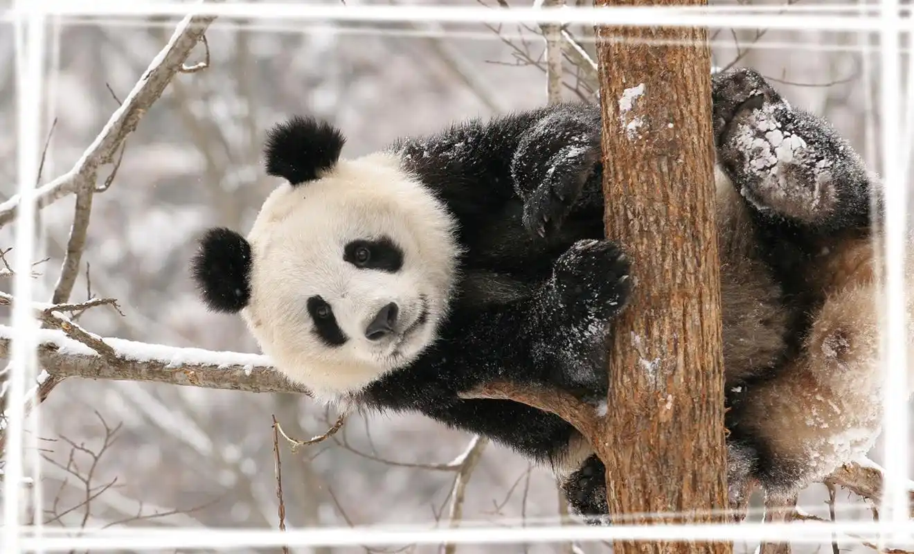 可爱大熊猫高清电脑壁纸分享