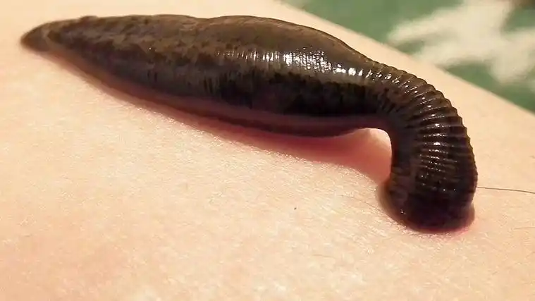 水蛭的逆袭:医用水蛭又回来了?