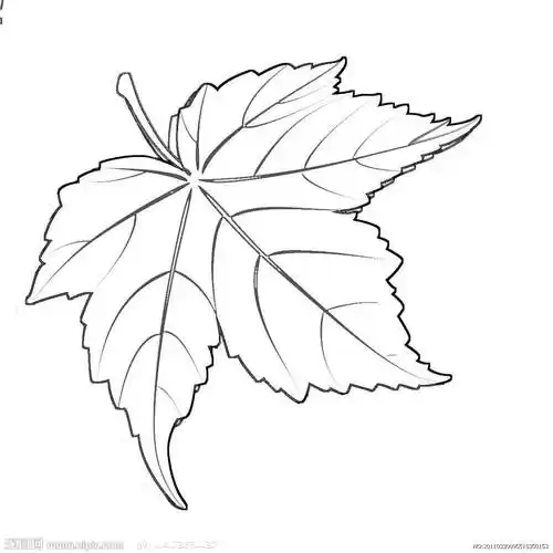 枫树简笔画 枫树简笔画简单又好看