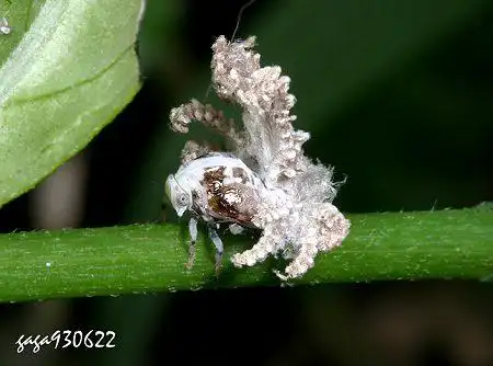 (某种)广翅蜡蝉的若虫