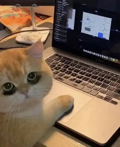 一只泰国小猫天生自带超大"黑眼圈",网友笑喷:一看就是肾虚.