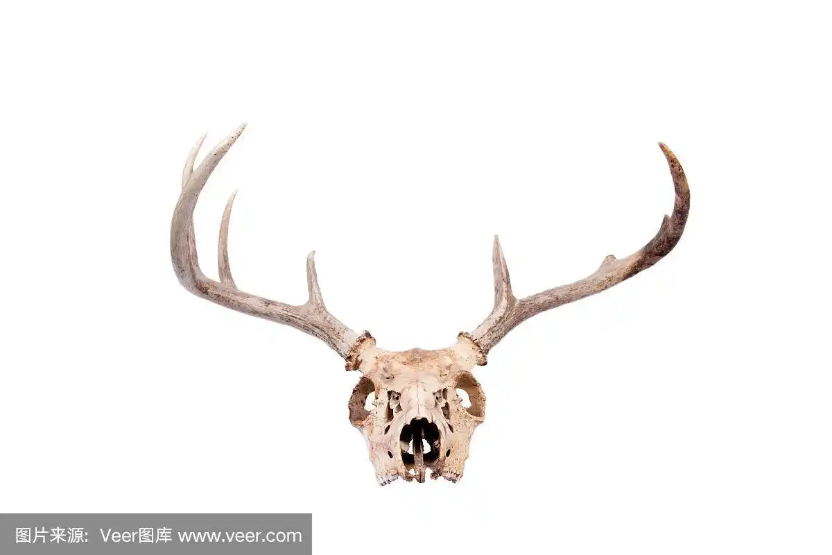 白尾鹿鹿头骨