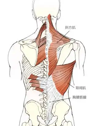 胸部手法治疗Ⅰ_肩胛骨
