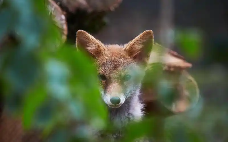 电脑壁纸 动物 狐狸幼崽超级可爱的模样