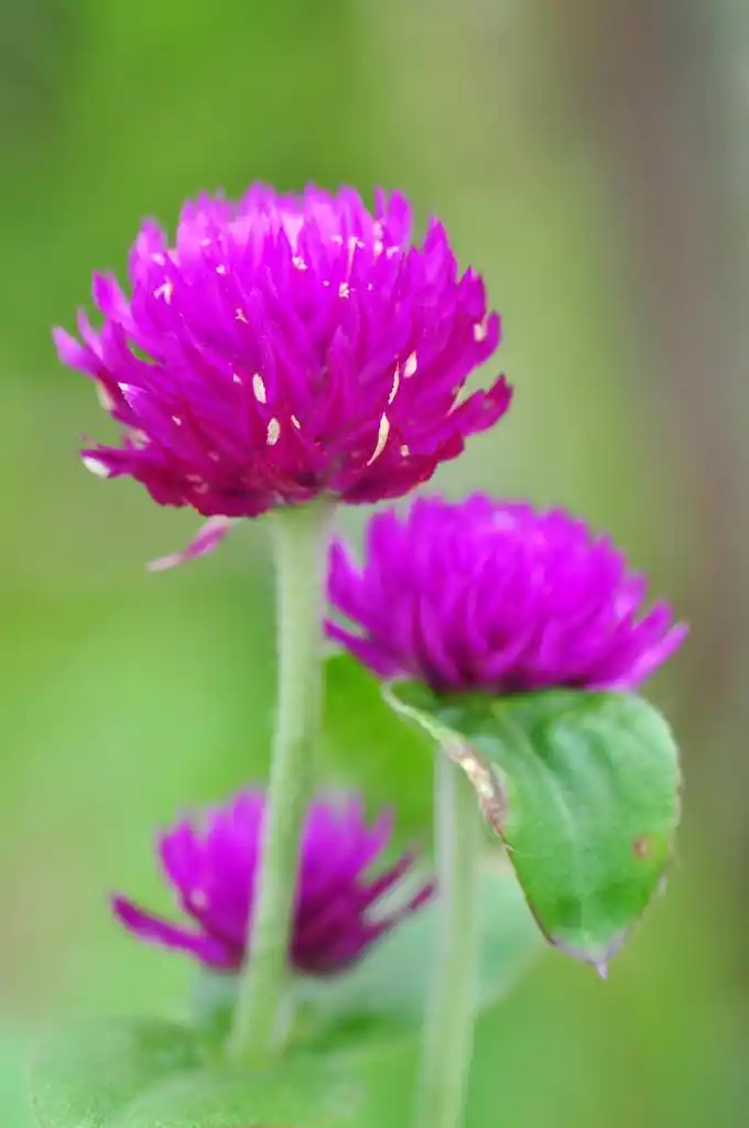一朵紫色的花,近距离拍摄一朵紫色的小花