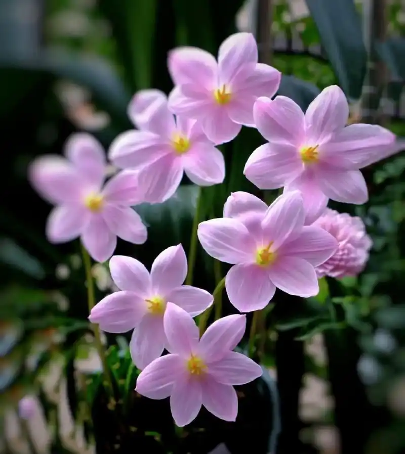 美丽大自然:这个品种的兰花:学名"风雨兰",我不知道为什么起这个名字