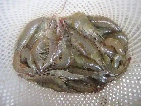对虾红体病的原因与对策