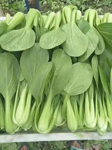 对外销售上海青小白菜