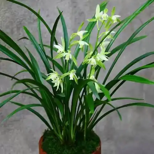 兰花图片大全大图高清图片欣赏(兰花图片大全 高清图片 中国风)