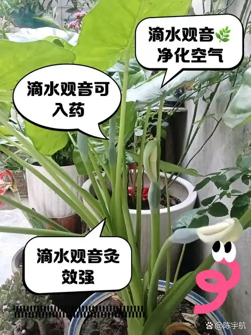 滴水观音的作用与功效