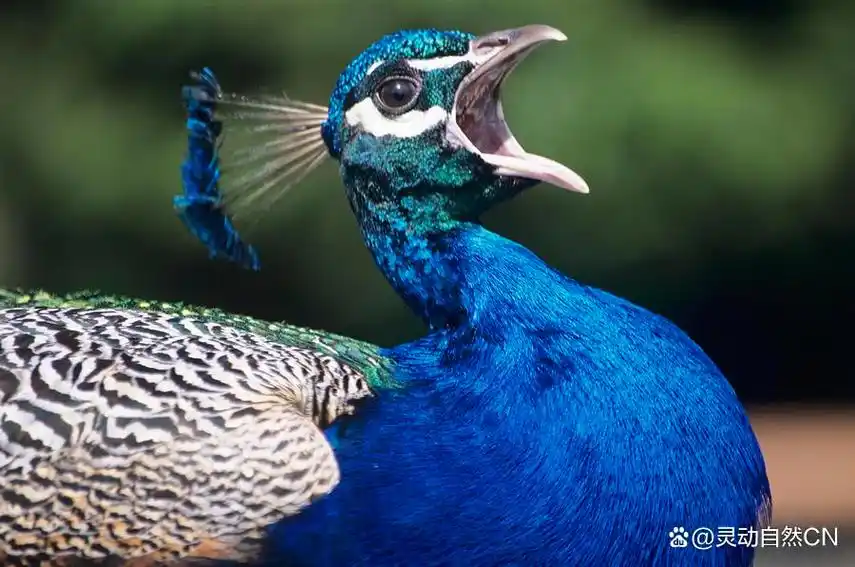 孔雀和凤凰:现实与传说中的百鸟之王