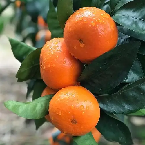 【10斤29.9】广西正宗沃柑现摘现发 10元券 券后价  29.