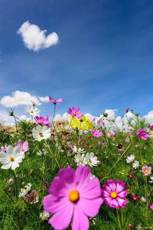 上的花朵,它们具有娇嫩的花瓣和独特的花形,是藏区一道美丽的风景线