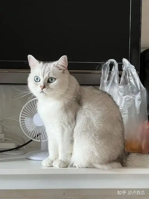 这个银渐层品相如何多少钱入手合适