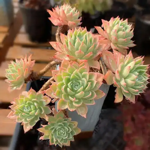 多肉植物三色堇(三色堇多肉) - 养殖日记