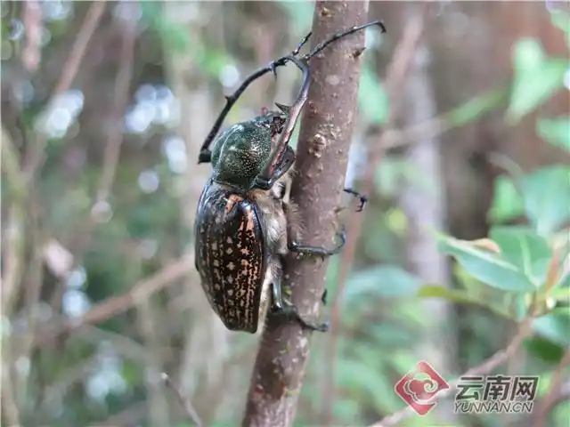 国家二级保护动物彩臂金龟  李天华 摄
