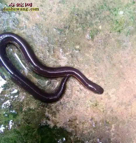 铁线蛇资料品种简介