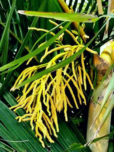 55  散尾葵 散尾葵肩一穗出,不飘不荡不逐风.