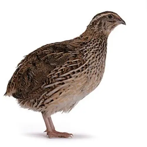 鹌鹑沙维种蛋包邮白沙维法国巨型受精鸟