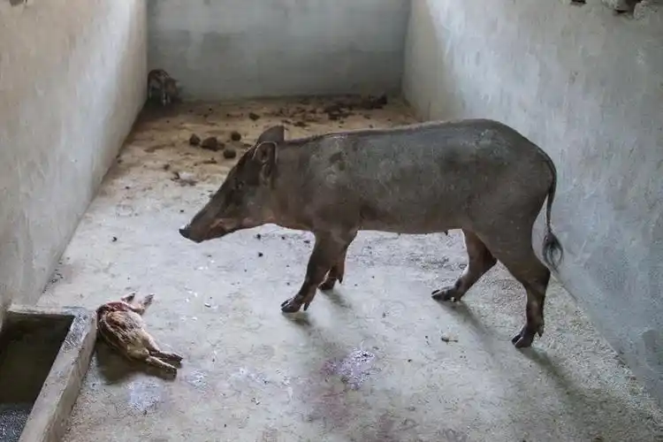 小夫妻养杂交野猪年入30万遭真野猪入侵