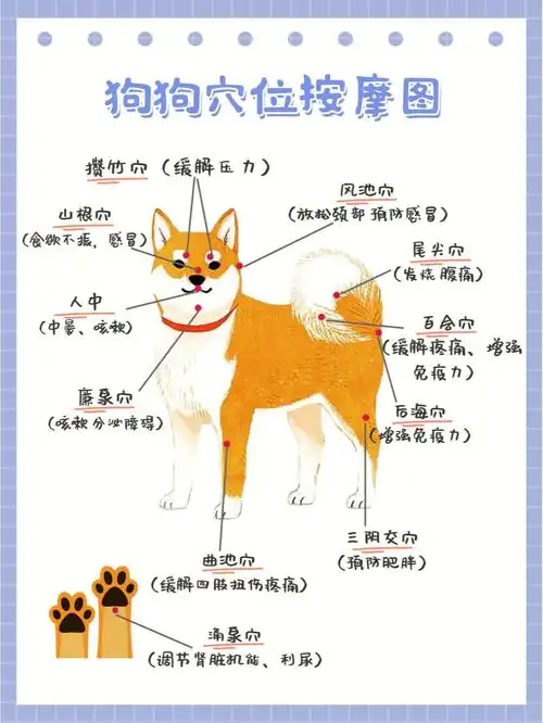 每周2-3次给狗狗按摩个10分钟,尤其是家里有陪伴比较久的狗狗,在身体