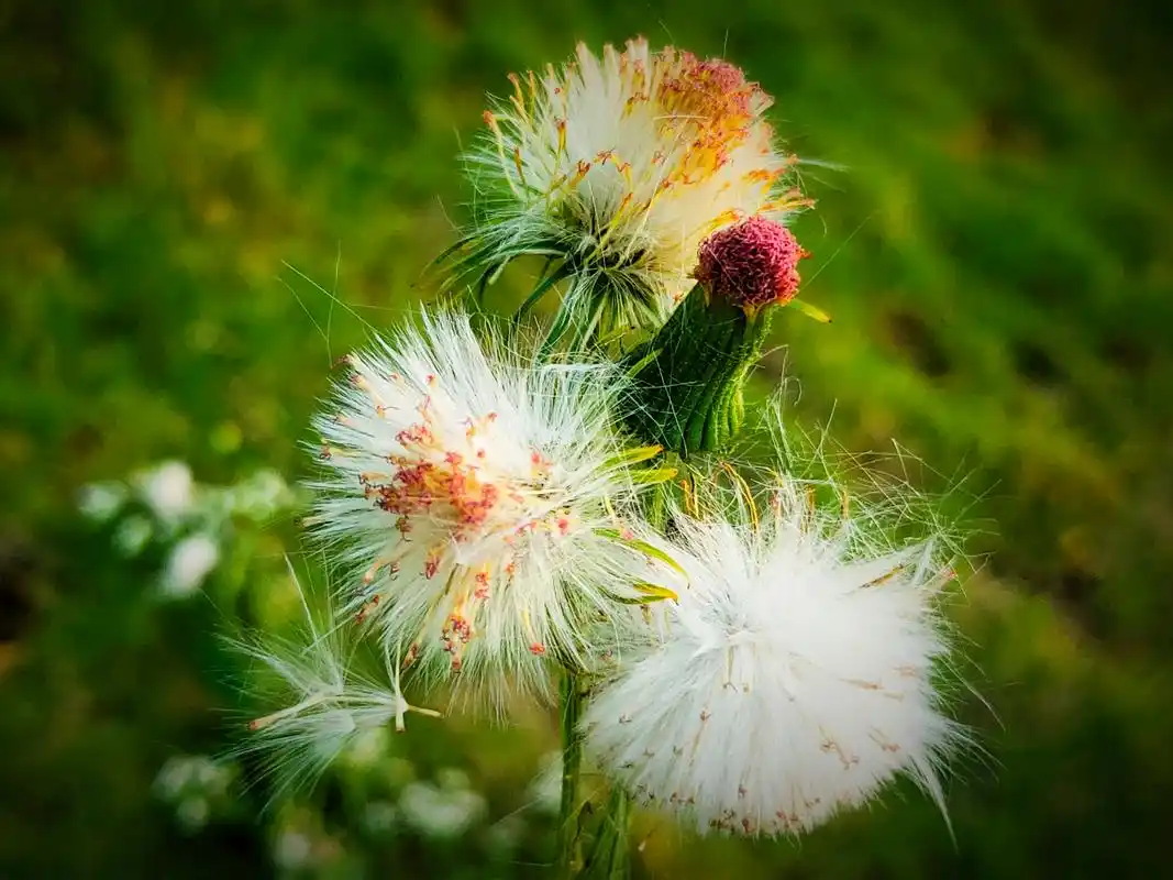 俗称"革命菜",民间又叫"养胃草",总有人分不清与蒲公英混淆