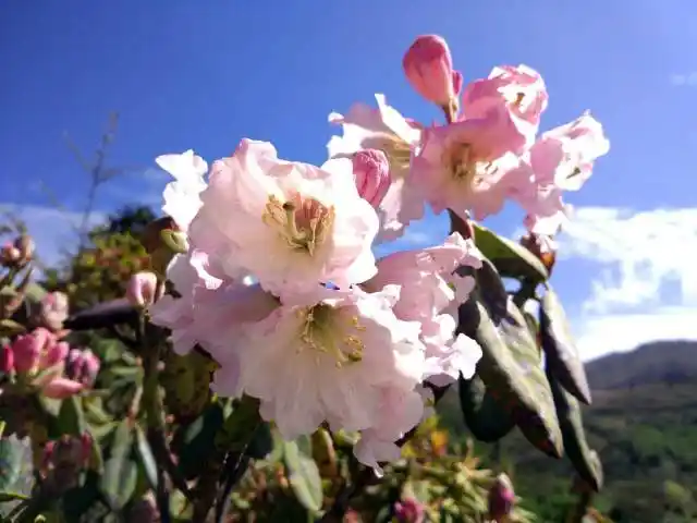 索玛花一朵朵,红军从咱家乡过