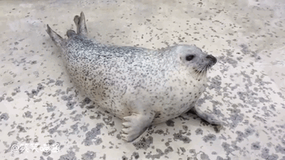 海豹拍手令人豹笑,萌萌的海豹为什么轻易就能俘获你的芳心?