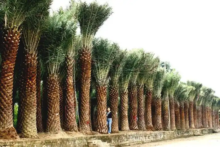 出售:伊拉克蜜枣 杆高1-8米 地苗 袋苗 自产自销